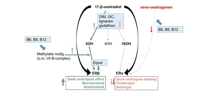 Nieuwsbrief hormonale stoornissen en menopauze