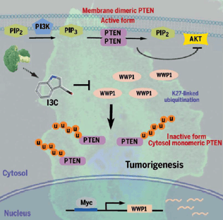 PTEN tumor suppressor