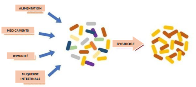 newsletter microbiote intestinal